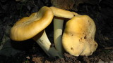 Cantharellus lateritius image