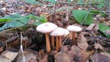Rhodocollybia butyracea image