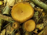 Galiella rufa image