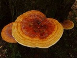Ganoderma meredithiae image