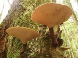 Ganoderma meredithiae image