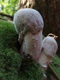 Hypomyces hyalinus image