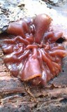 Pachyella clypeata image