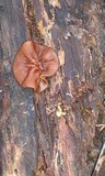 Pachyella clypeata image