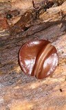 Pachyella clypeata image