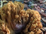 Ramaria fennica image