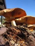 Gymnopilus thiersii image
