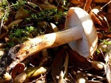 Tricholoma dryophilum image