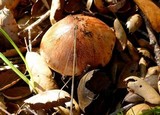 Tricholoma dryophilum image