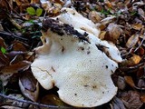 Polyporus tuberaster image