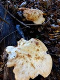 Polyporus tuberaster image