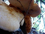 Polyporus tuberaster image