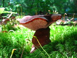 Hydnellum spongiosipes image