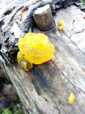 Dacrymyces ovisporus image