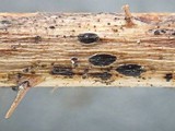 Lophodermium rubicola image