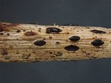 Lophodermium rubicola image