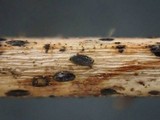 Lophodermium rubicola image