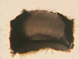 Lophodermium rubicola image