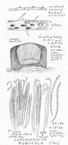 Lophodermium rubicola image