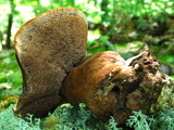 Hydnellum spongiosipes image