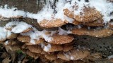 Phellinus gilvus image