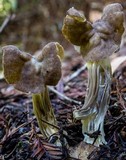 Helvella maculata image