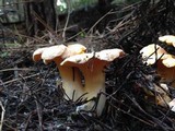 Cantharellus roseocanus image