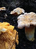 Cantharellus roseocanus image