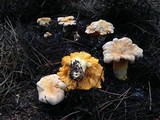 Cantharellus roseocanus image