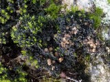 Leptochidium albociliatum image