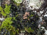 Leptochidium albociliatum image