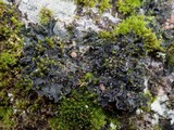 Leptochidium albociliatum image