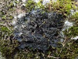Leptochidium albociliatum image