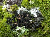 Leptochidium albociliatum image