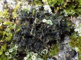Leptochidium albociliatum image