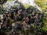 Leptochidium albociliatum image