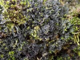 Leptochidium albociliatum image