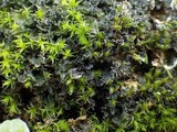 Leptochidium albociliatum image