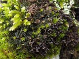 Leptochidium albociliatum image