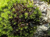 Leptochidium albociliatum image