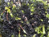 Leptochidium albociliatum image