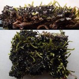 Leptochidium albociliatum image
