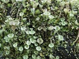 Cladonia chlorophaea image