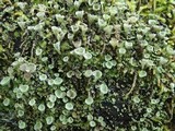 Cladonia chlorophaea image