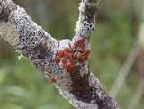 Caloplaca ferruginea image