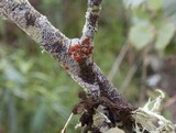 Caloplaca ferruginea image
