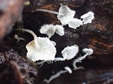 Hemimycena tortuosa image