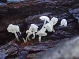 Hemimycena tortuosa image