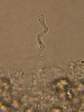 Hemimycena tortuosa image