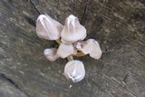 Mycena inclinata image